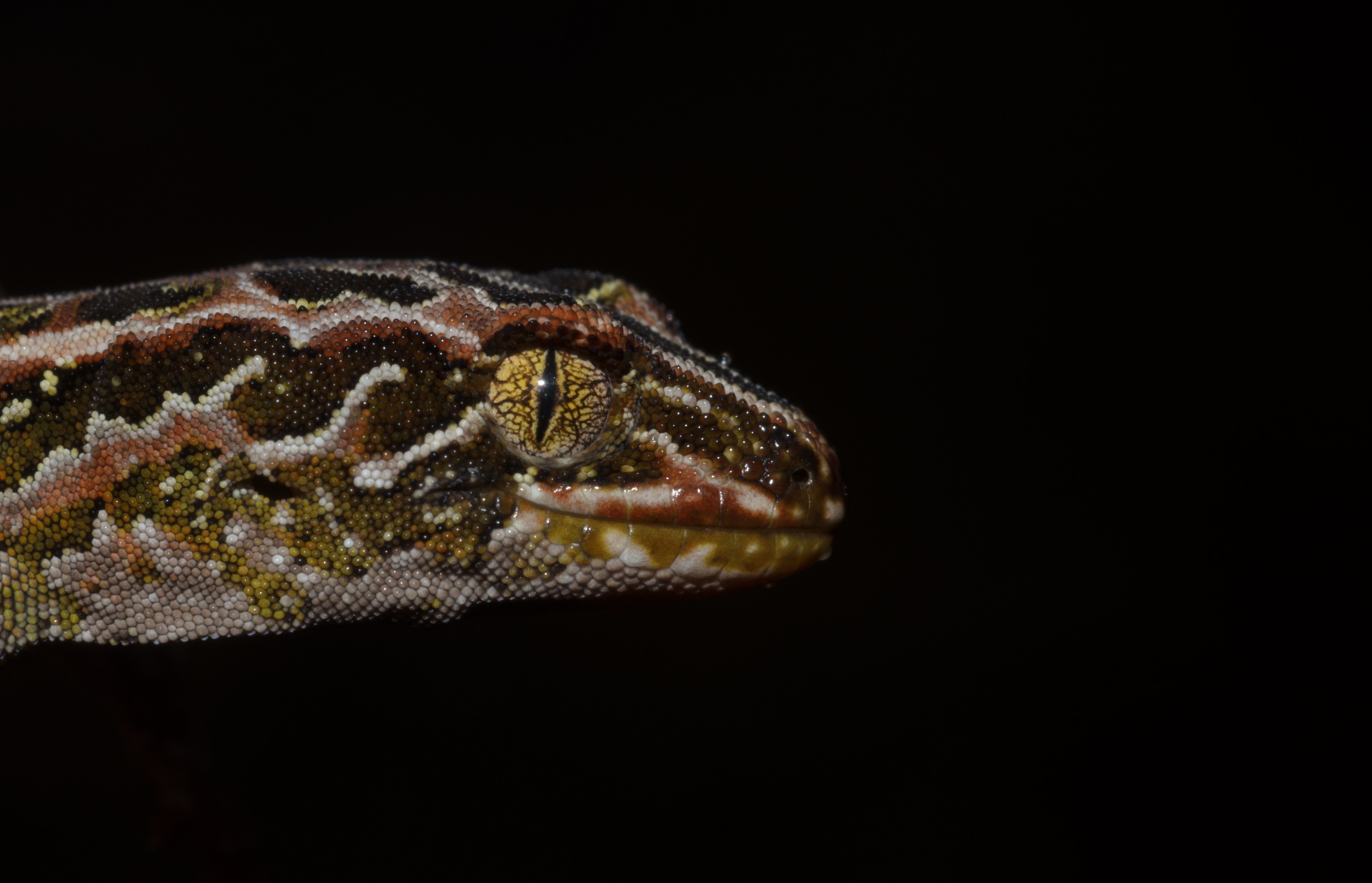 DSC_2991 – Adventure, Crispin, Hoplodactylus, Island, March 2017, National Park, New, New Zealand, Rakiura, South, Stewart, Tukutuku rakiurae, Zealand, amazing, gecko, harlequin gecko, rare, stunning